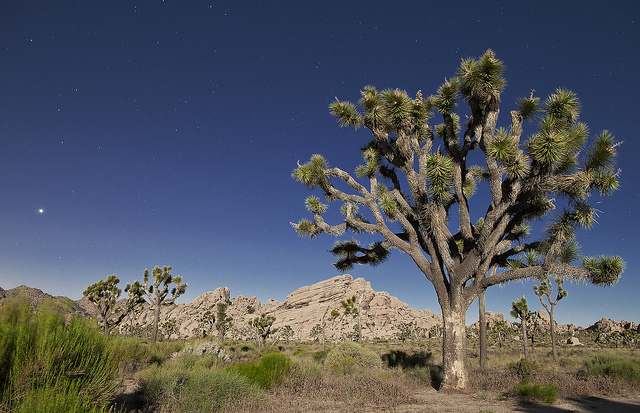 Tree in the Desert